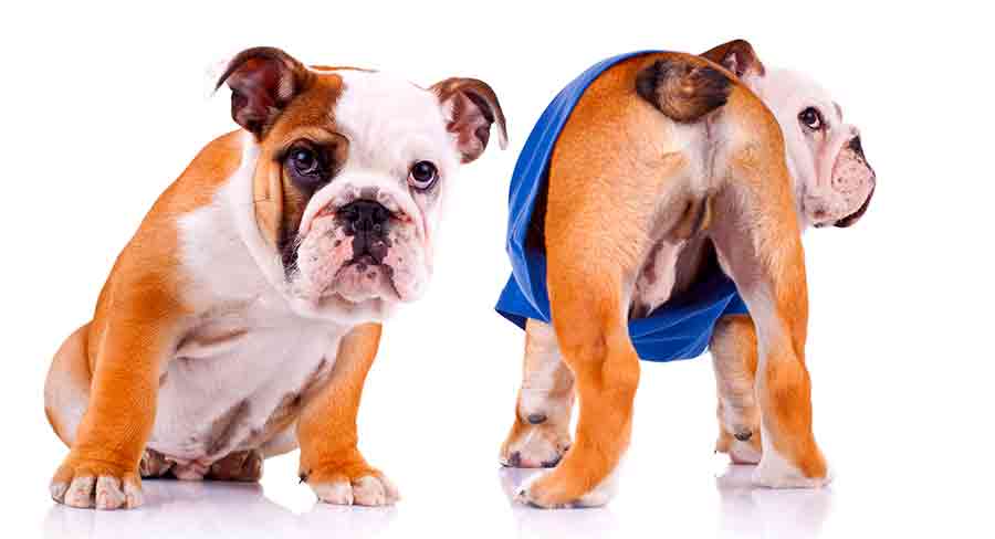 are french bulldogs born with tails