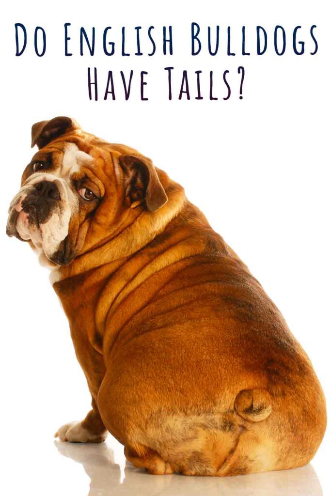 do english bulldogs have tails