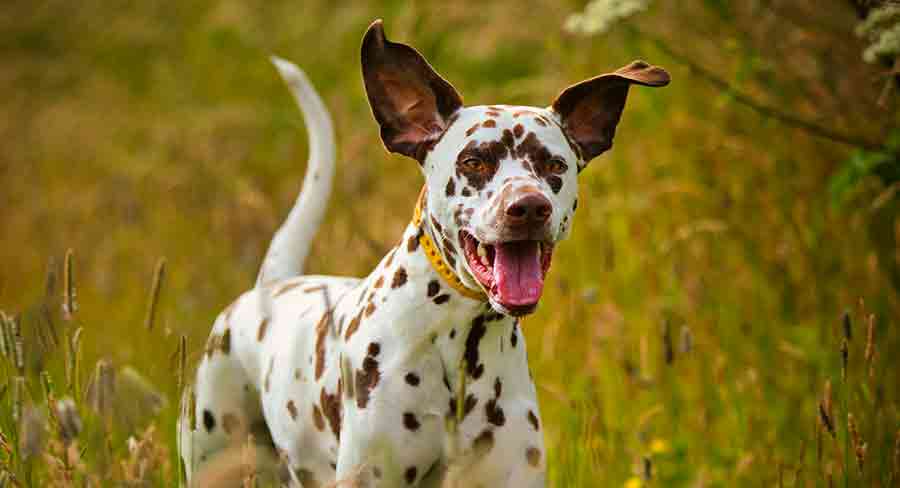 do dalmatian spots get darker