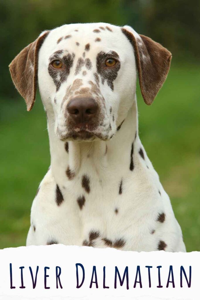 are liver dalmatians rare