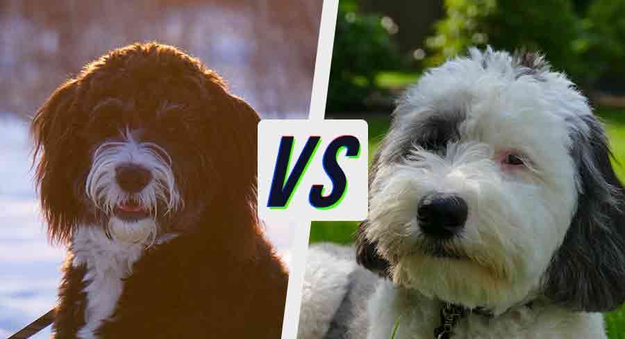 sheepadoodle vs bernedoodle