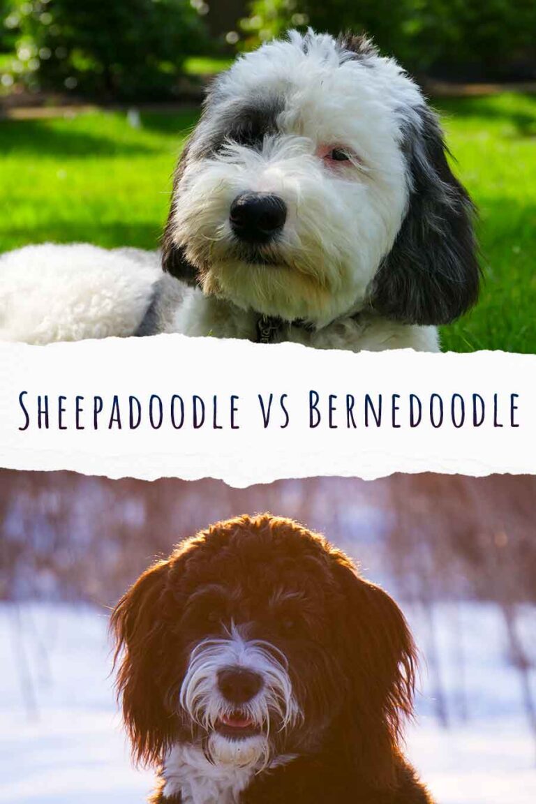 Sheepadoodle Vs Bernedoodle Two Larger Than Life Poodle Crosses