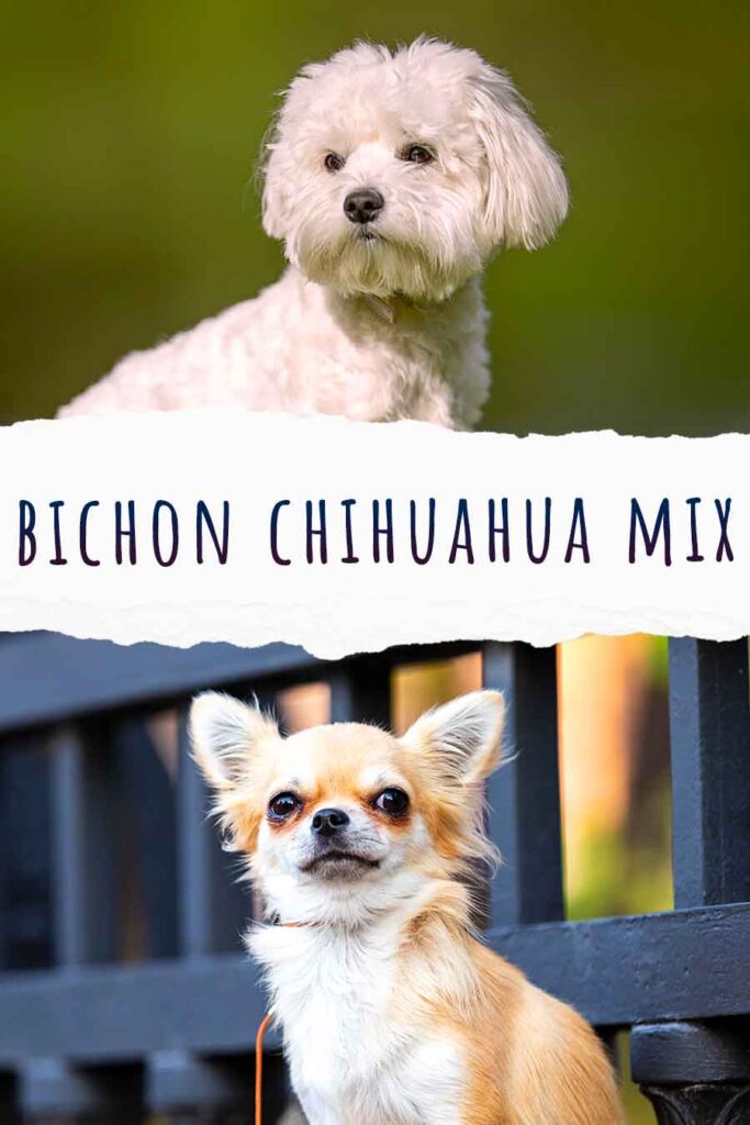 bichon chihuahua mix