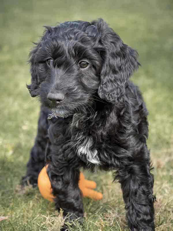 black cockapoo puppy with a white spot on chest, in grass field