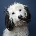 Over 230 Cockapoo Names As Awesome As Your Puppy