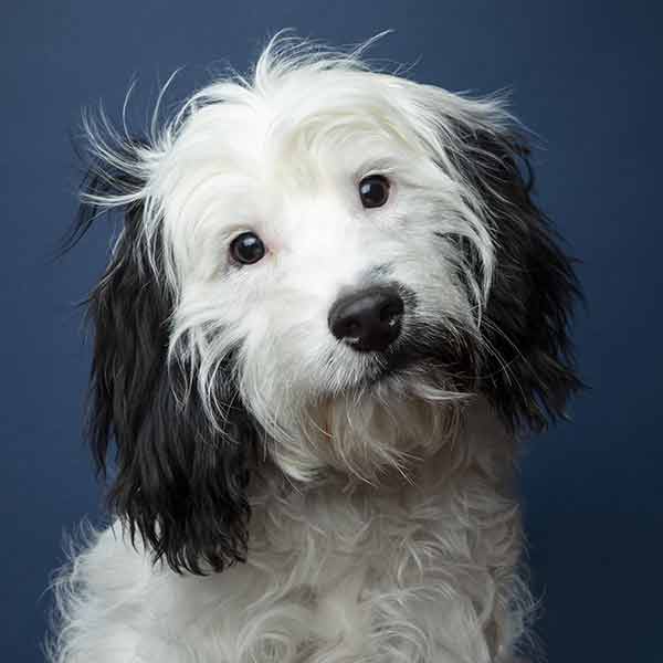 black and white cockapoo on a dark blue background