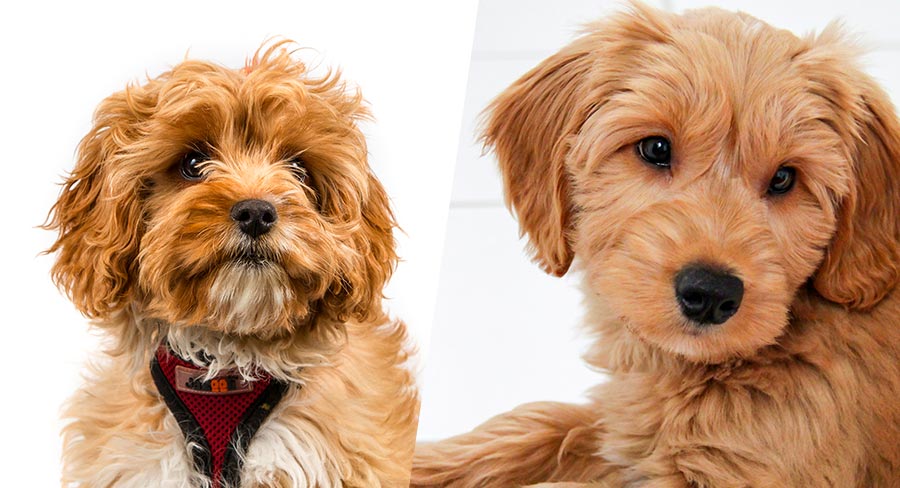 Cavapoo vs Goldendoodle Temperament and Care