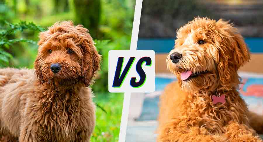 how much water does a goldendoodle puppy need