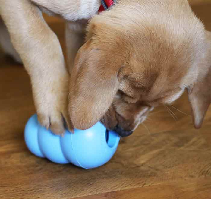 Gele Labrador puppy met een blauwe puppy kong