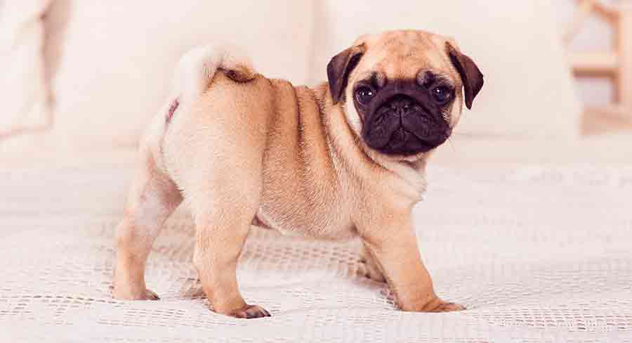 baby pug with a curly tail, floppy ears and soulful expression, illustrating do pugs have tails