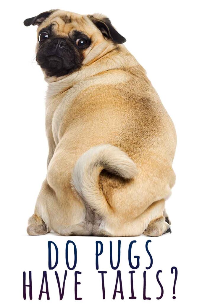 do pugs have tails