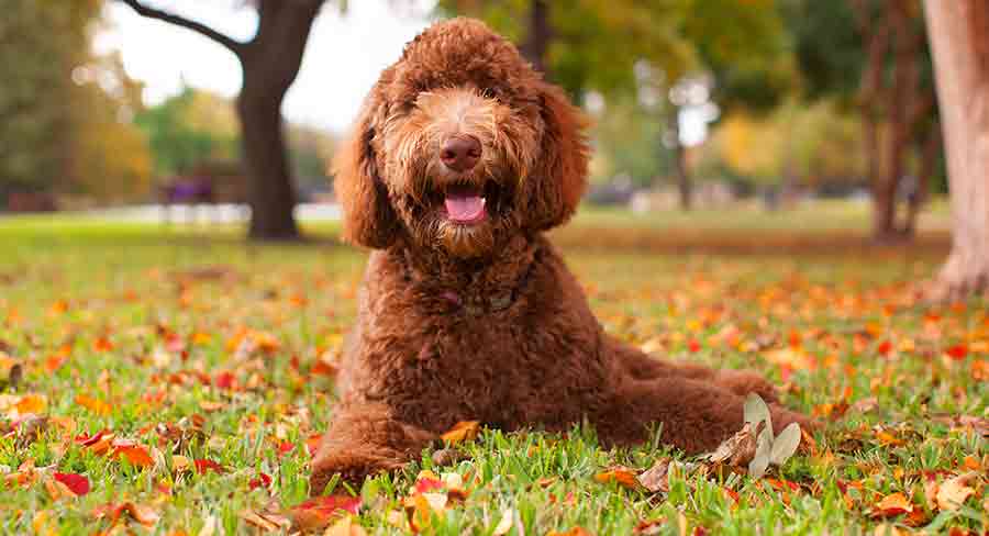 chocolate mini labradoodle full grown