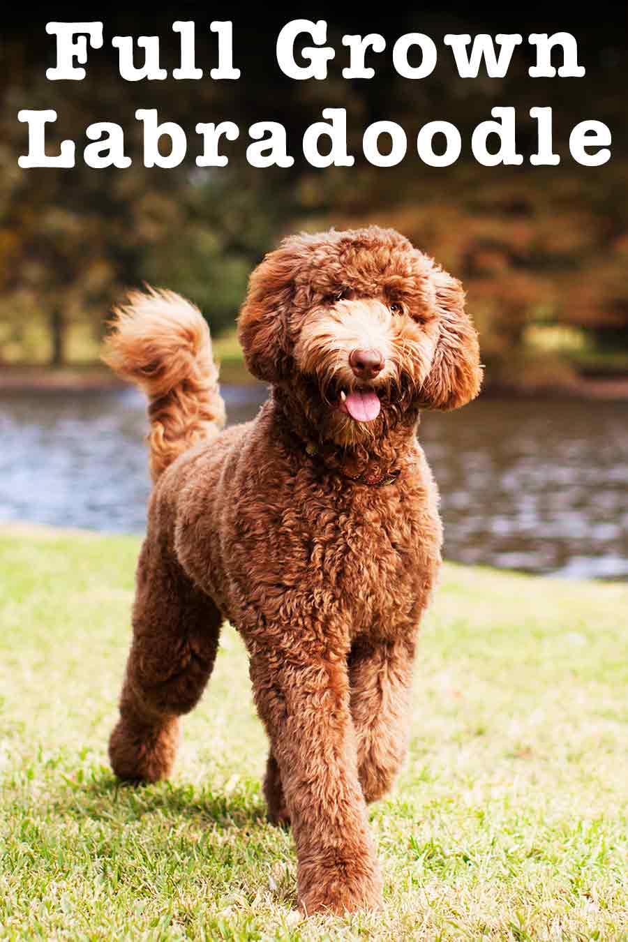 Full Grown Labradoodle What To Expect From An Adult Labradoodle   Full Grown Labradoodle Hp Tall 