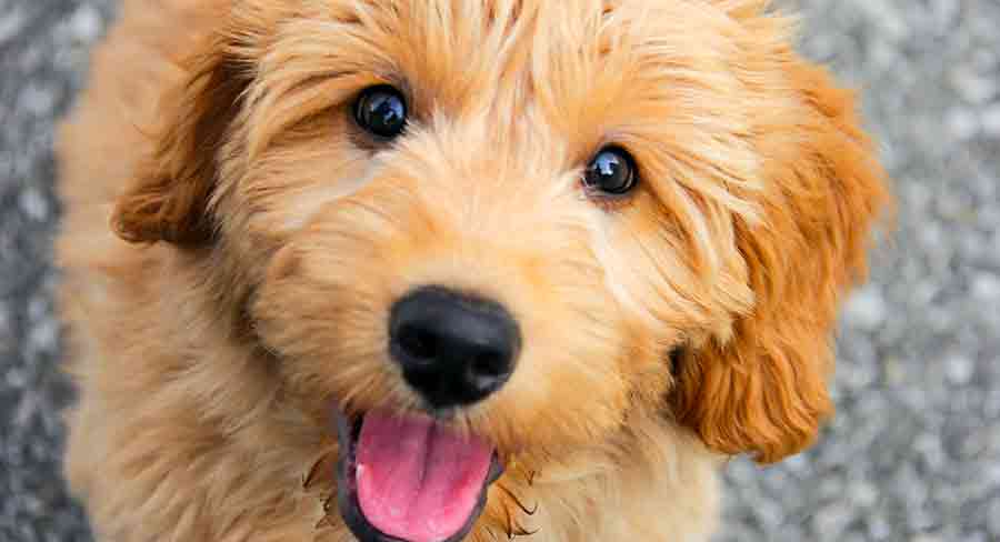 baby goldendoodle girl puppy