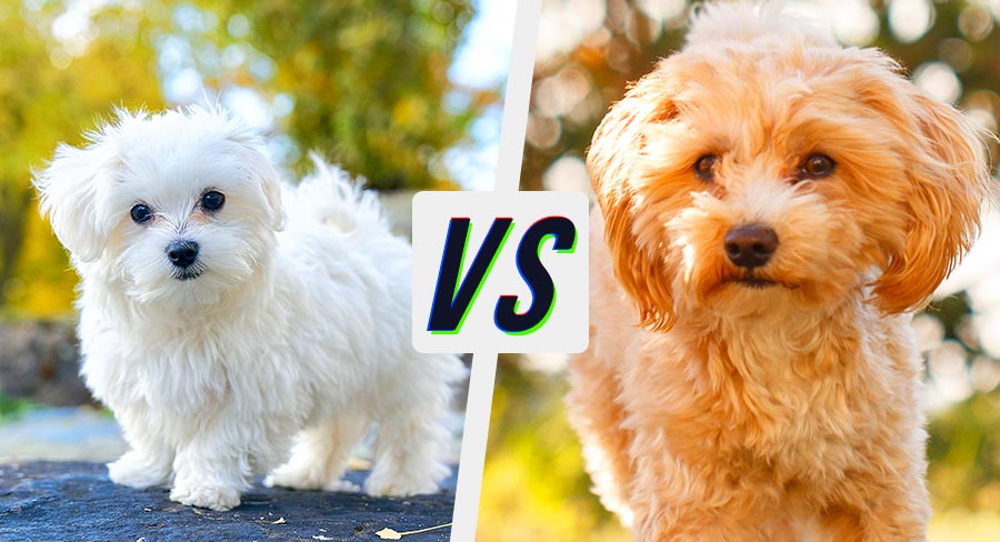 maltese vs maltipoo puppies