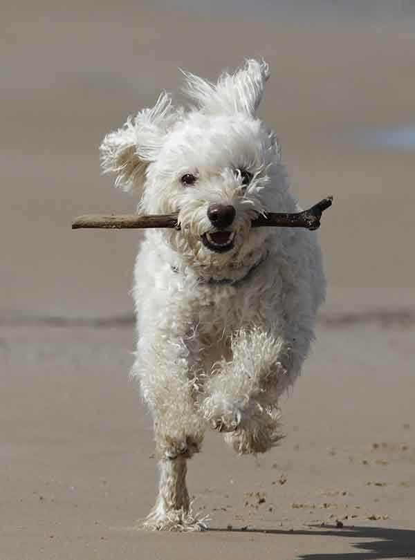 white cockapoo running on a beach with a stick in its mouth