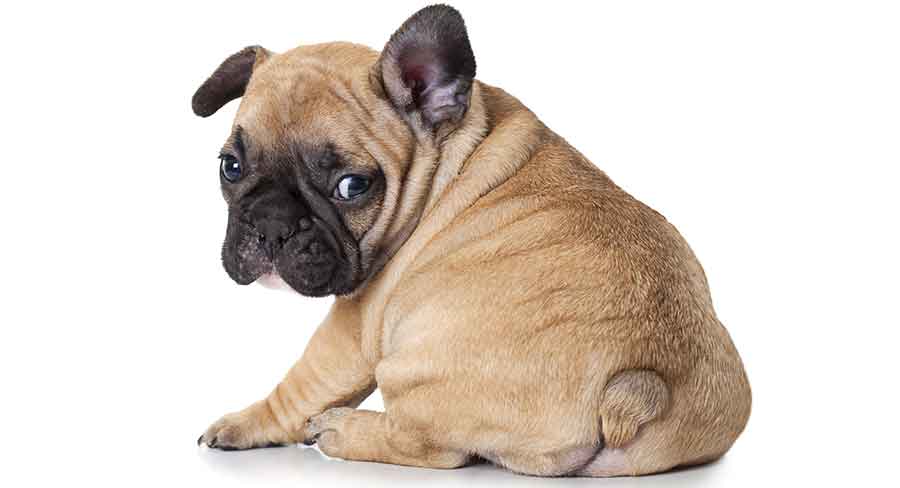 are french bulldogs born with tails