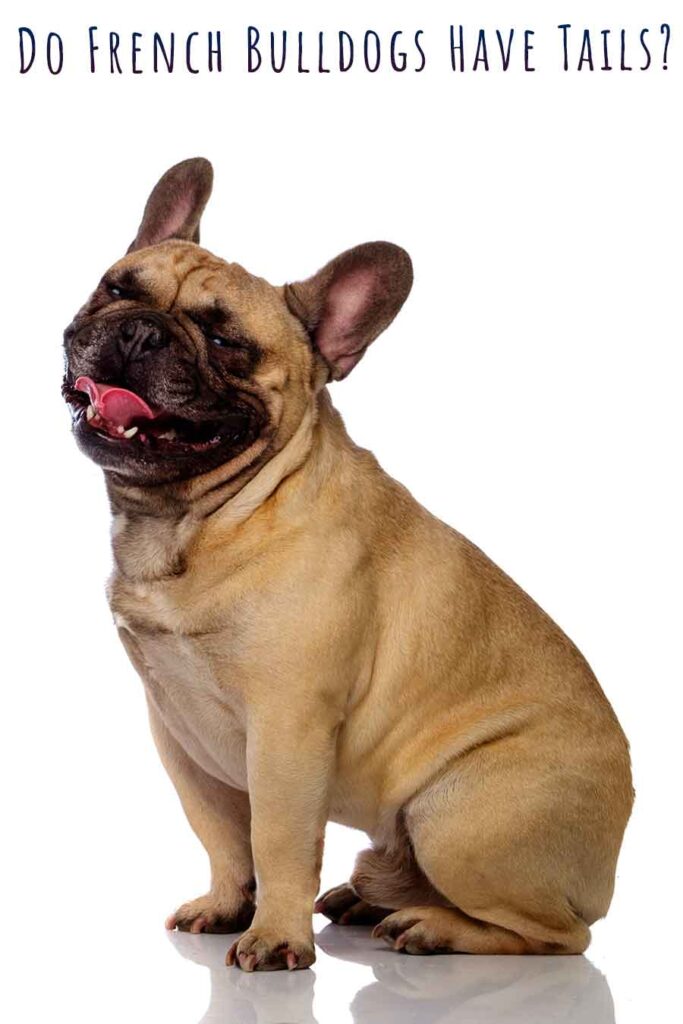 are french bulldogs born with a long tail