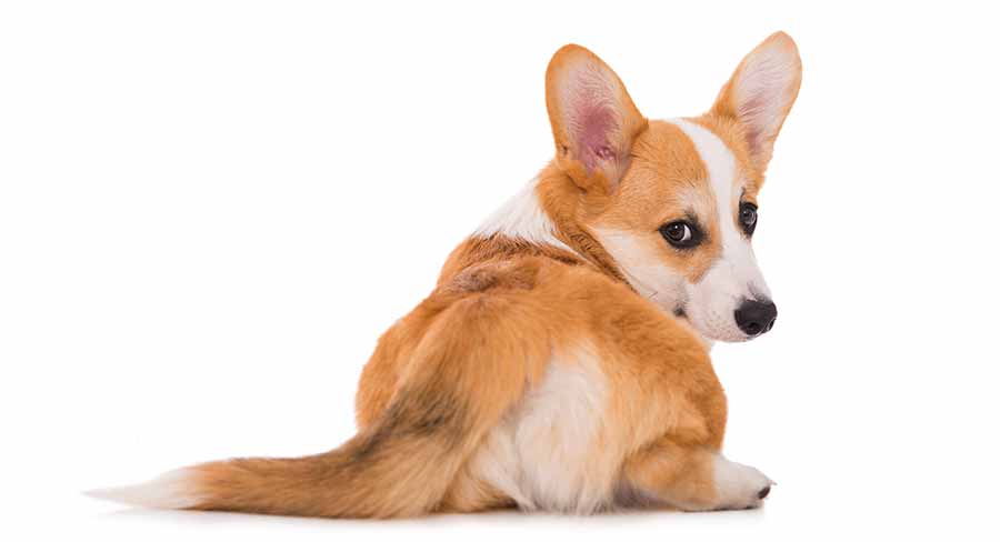 do corgis get their tails docked