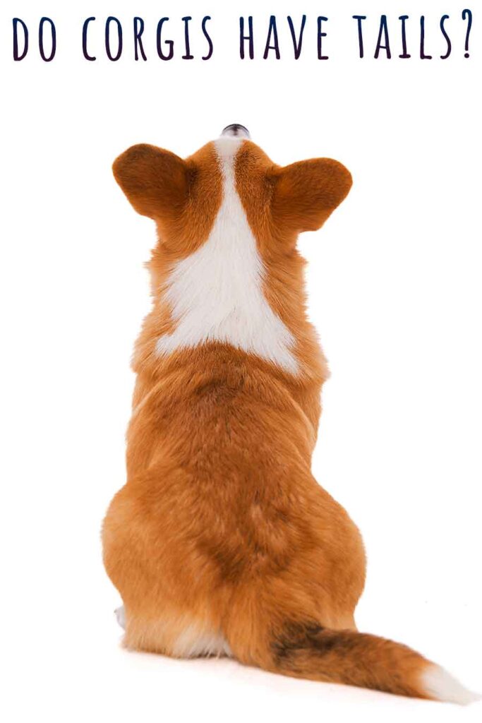 why do corgis have no tails