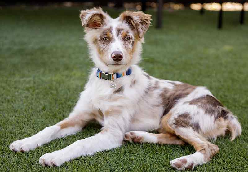 what is a double merle australian shepherd