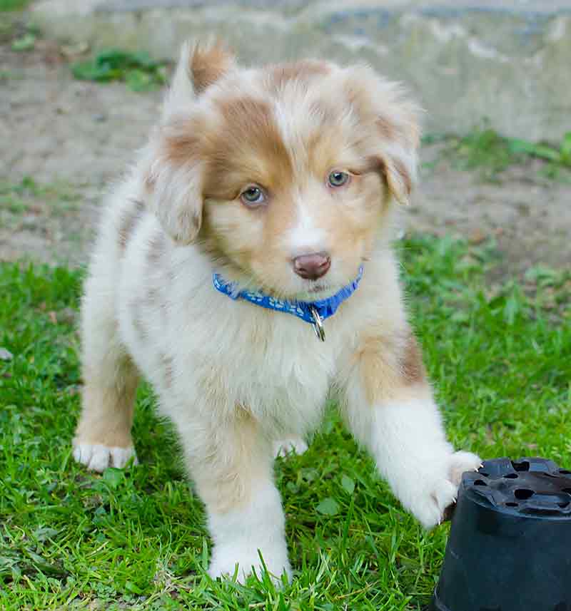 Self red shop australian shepherd