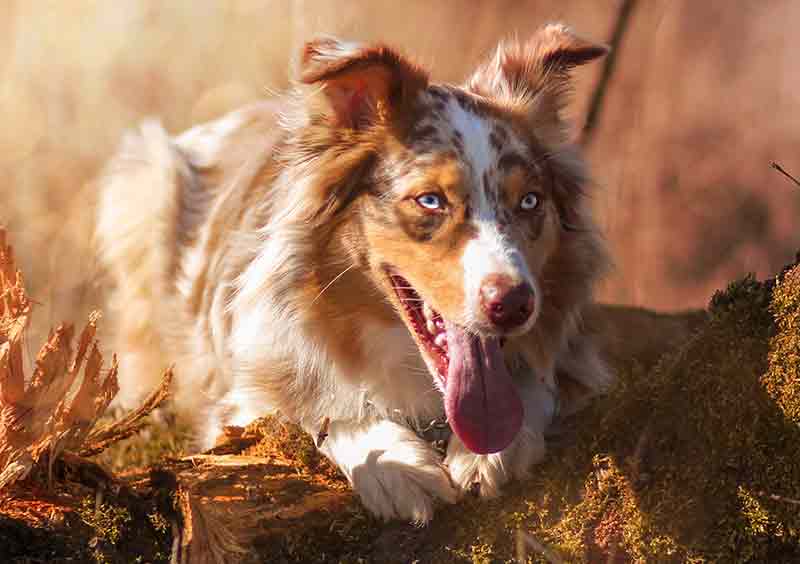 Merle red australian outlet shepherd