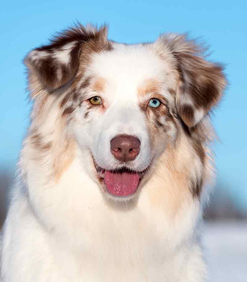 why do australian shepherds have different colored eyes