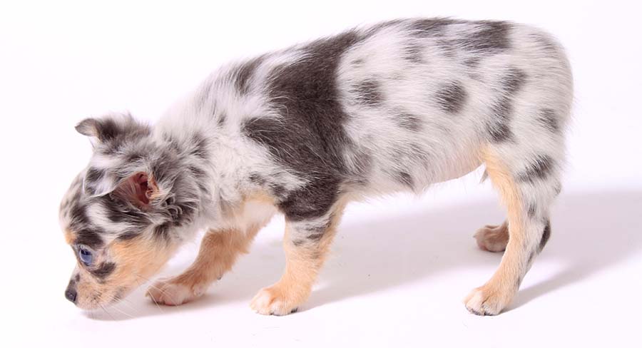 Grey merle hot sale chihuahua