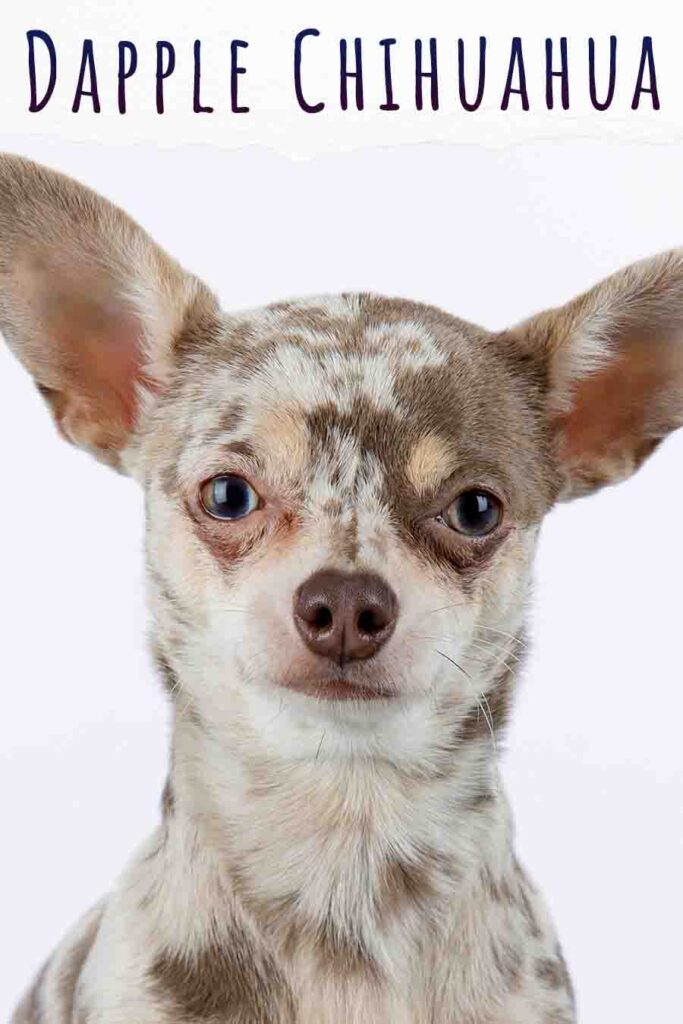 dapple chihuahua