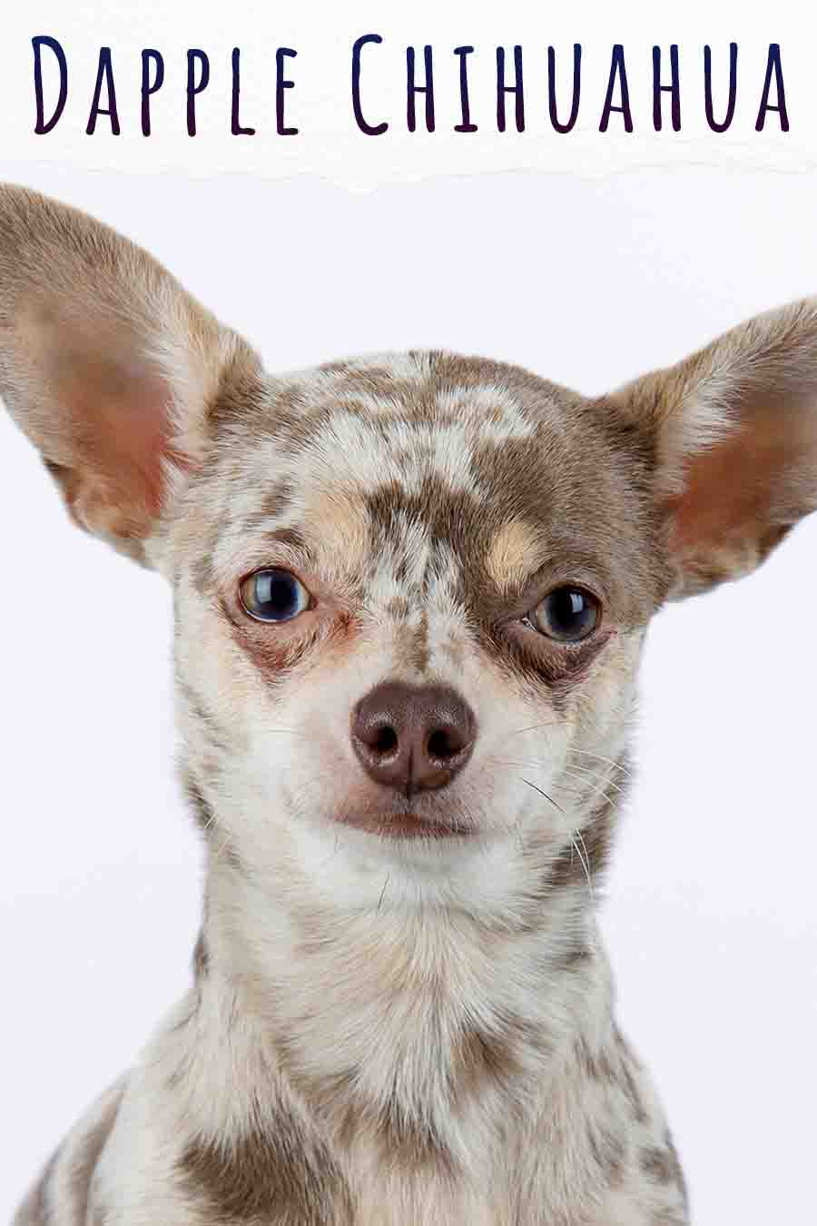 Dapple Chihuahua - All You Need To Know About Chihuahuas With Spots