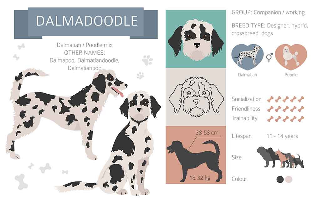 Dalmatian poodle mix for hot sale sale