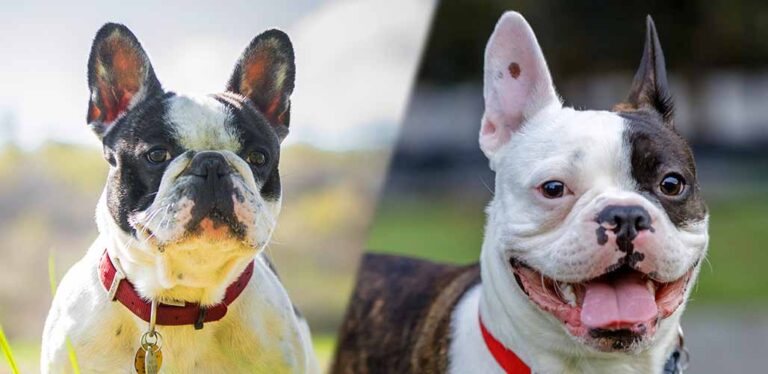 Frenchton vs French Bulldog - Which Breed is Best for You?