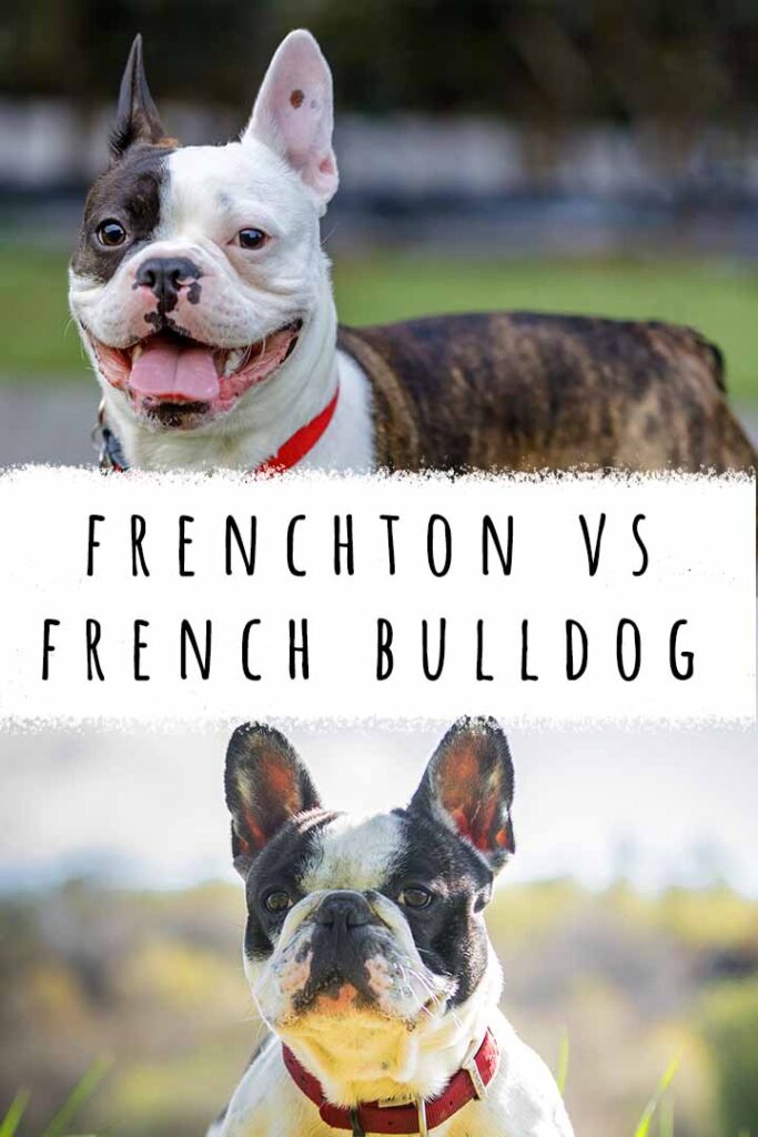frenchton vs french bulldog