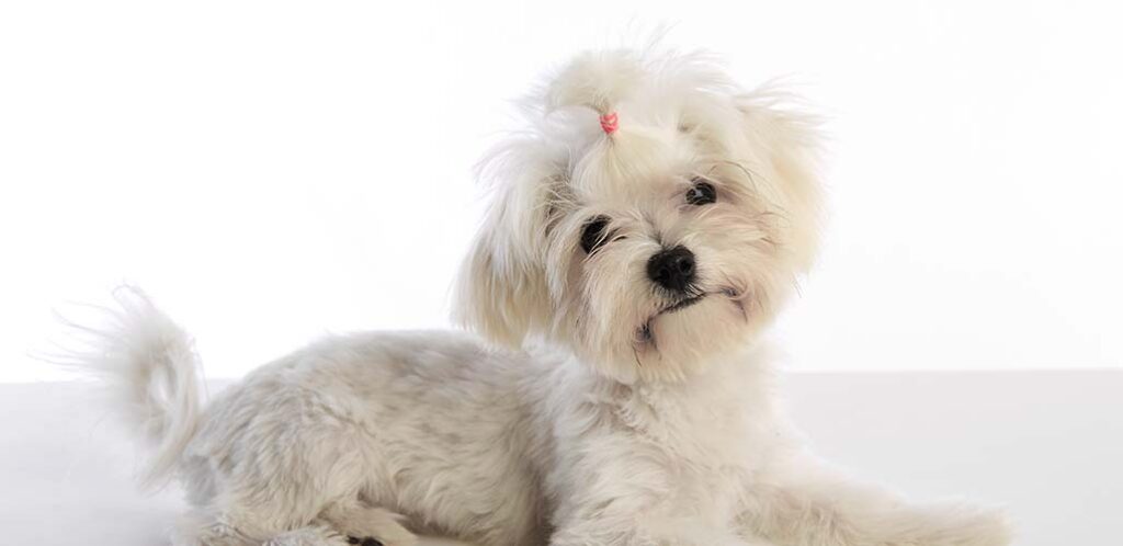 bichon frise maltese mix puppies