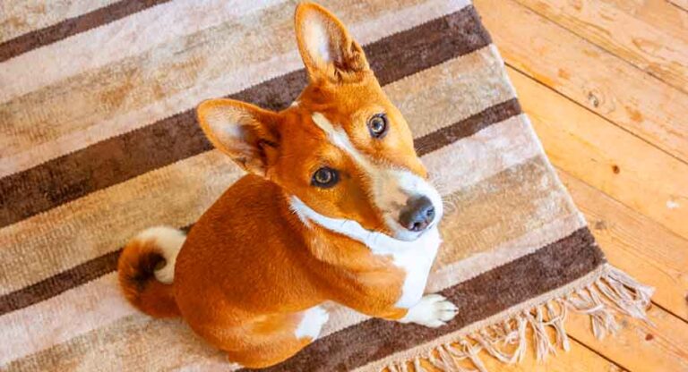 Orange Dog Breeds - 15 Awesome Ginger Dog Breeds