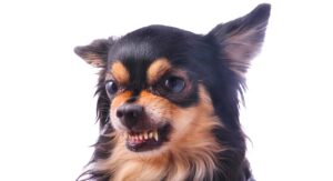 why are chihuahuas so mean