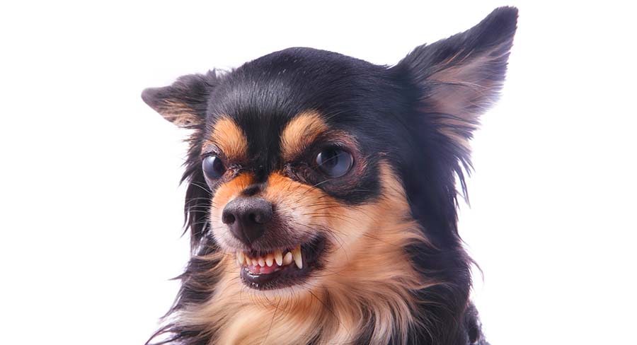 are chihuahuas good for anxiety