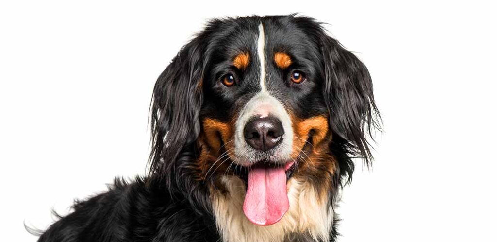 do bernese mountain dogs have health problems