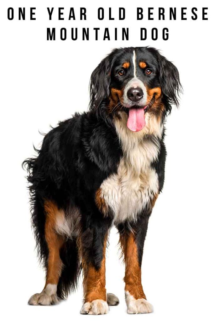 1 Year Old Bernese Mountain Dog A Complete Guide