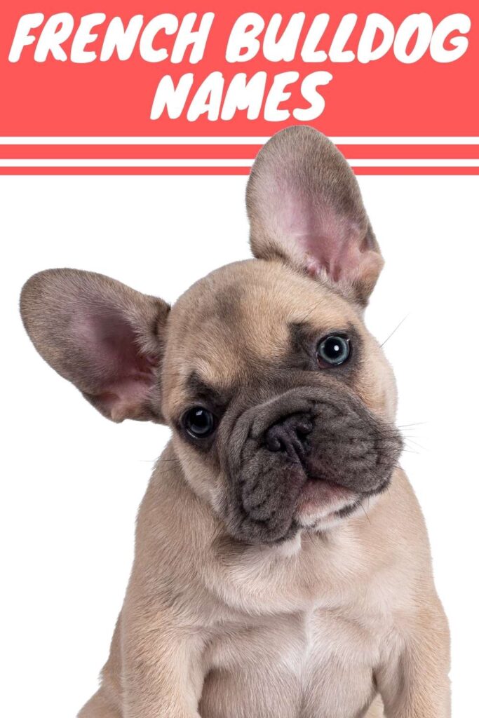 photo of a french bulldog with text overlay that reads: French Bulldog Names