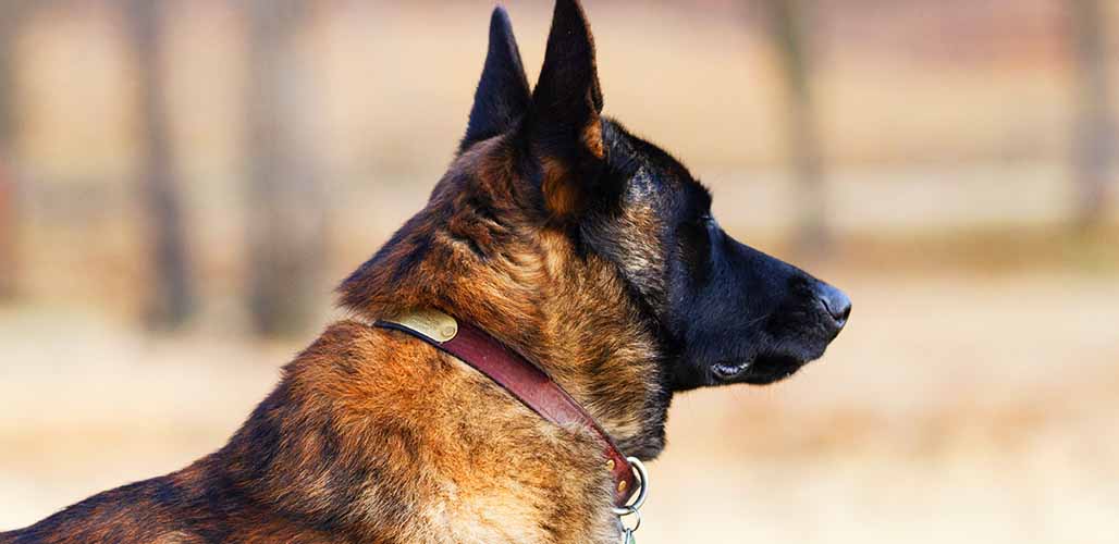 Are German Shepherds Ever Born Lokking Beinsle