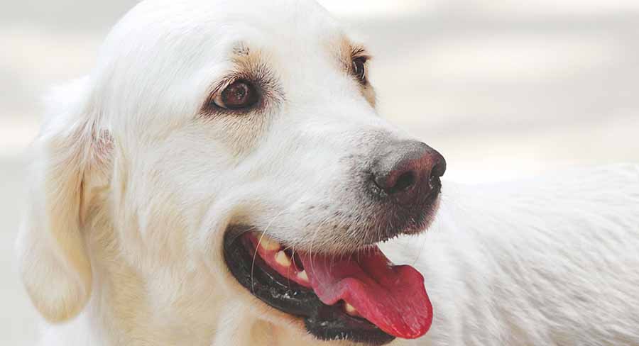 do golden retrievers have long hair