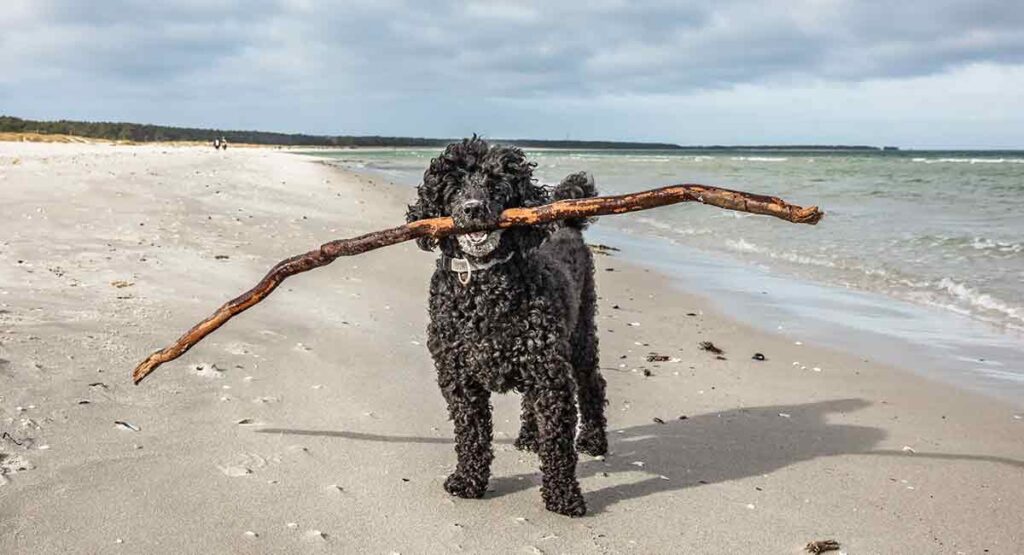 playful standard poodle with sport clip coat on a beach, brings owner a stick