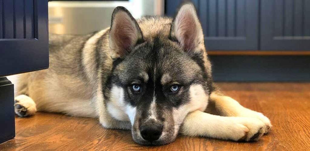 are all white huskies rare