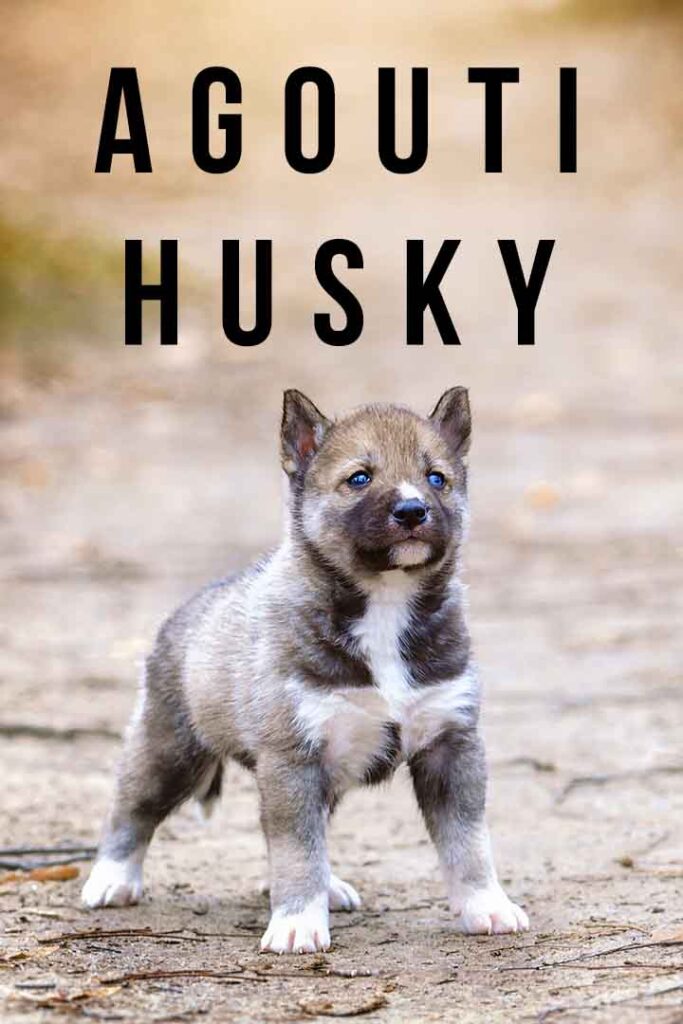 agouti husky