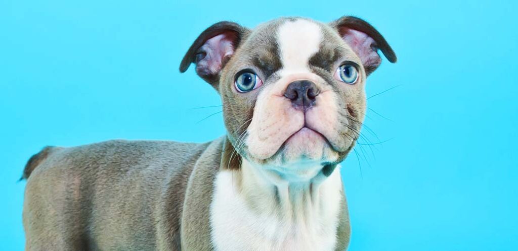 blue boston terrier