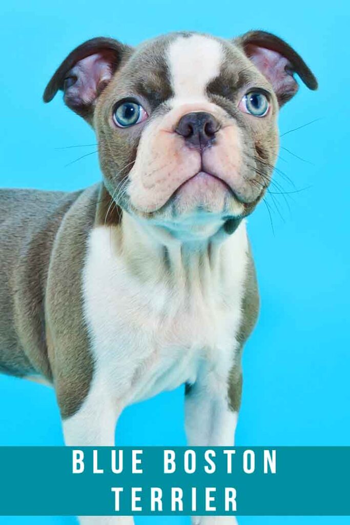 blue boston terrier