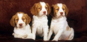 three brittany spaniel puppies