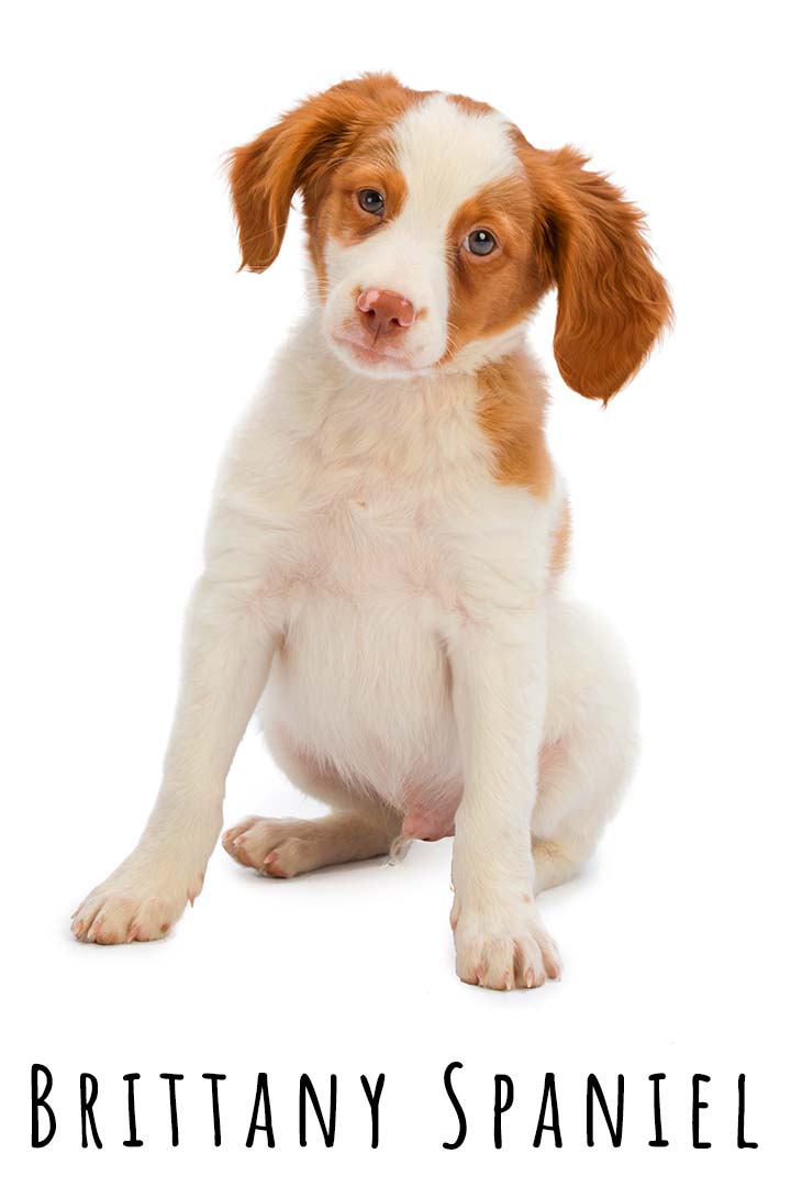 Brittany Names Cute and Cool Names for Brittany Spaniels